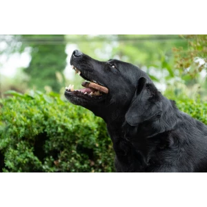 Bugbone Large - Afbeelding 5