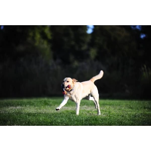 Chuckit! Ultra Duo Tug S - Afbeelding 4