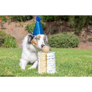 Chuckit! Birthday Fetch Ball M - Afbeelding 2