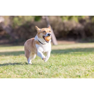 Chuckit! Birthday Fetch Ball M - Afbeelding 4