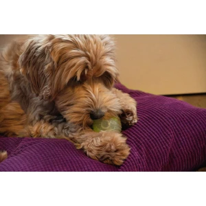 Dog Comets Glow In The Dark Moon Bal S Groen - Afbeelding 4