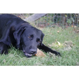 Dental Ears Small 48 st. - Afbeelding 2