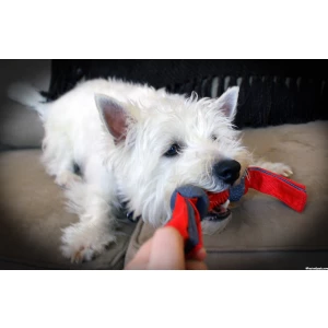 Dogzilla Tug Dino XL - Afbeelding 4