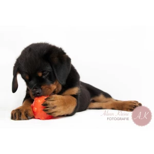 Jolly Jumper Oranje S (7,6 cm) - Afbeelding 2