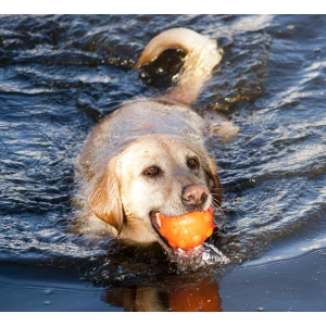 Jolly Jumper Oranje S (7,6 cm) - Afbeelding 6