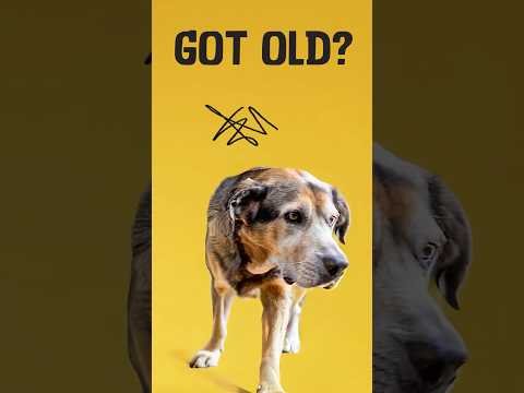 Excellent Pets Dog Mobility Soft Chews 60 Treats - Afbeelding 2