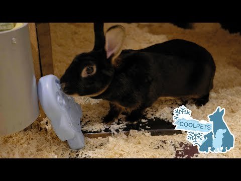 CoolPets Cooling Ice Penguin - Afbeelding 2