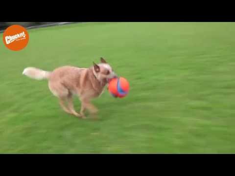 Chuckit! Kick Fetch Dog S - Afbeelding 3